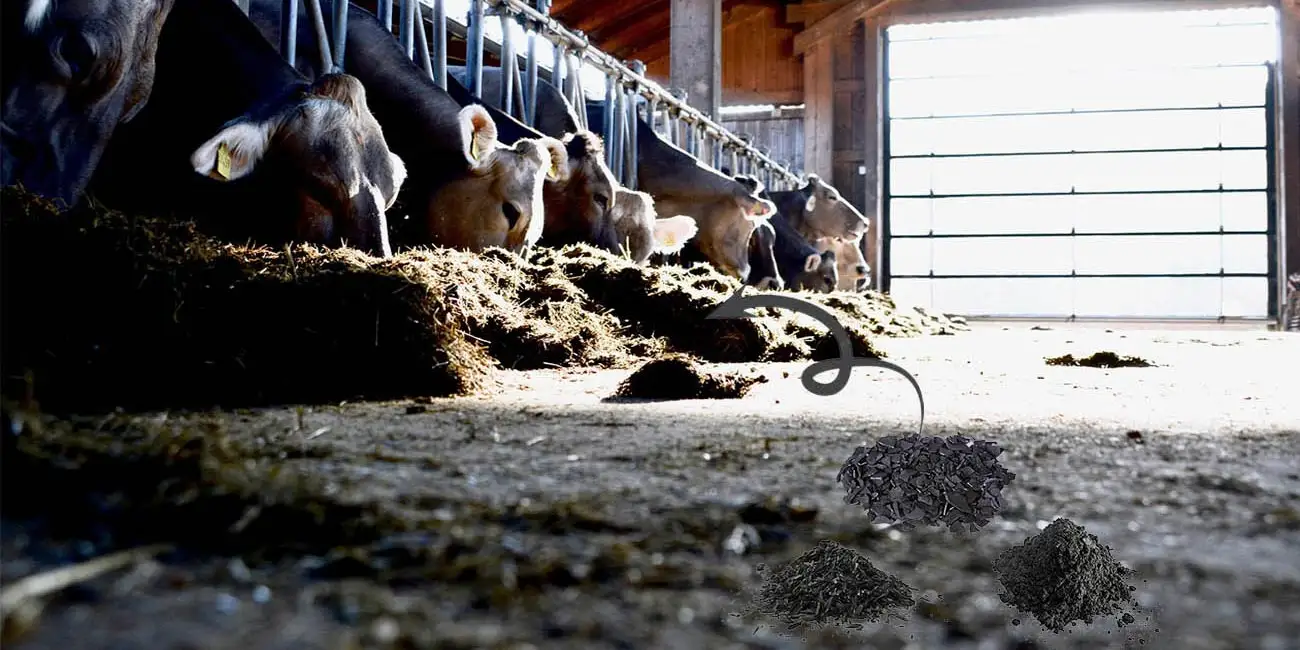 Biochar Animal Feed in Australia