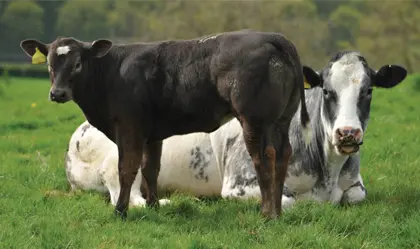 Biochar Animal Feed and Sustainable Animal Husbandry