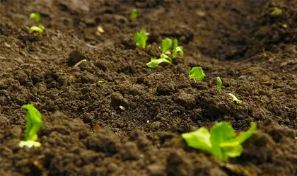 Palm Shell Charcoal for Soil Improvement