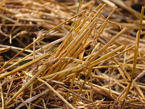 Raw Material: The end of corn stalks