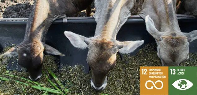 Biochar Feed Additive and Low-Carbon Animal Husbandry