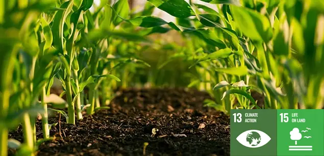 Biochar Soil Improvement and Sustainable Agriculture